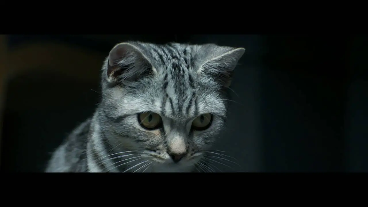 Curious Cats - Brush - Whiskas TV ad